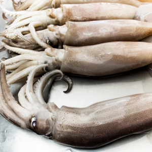 Lulas Frescas Inteiras